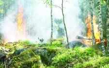 Climate crisis deepens as wildfires become new driver of global deforestation