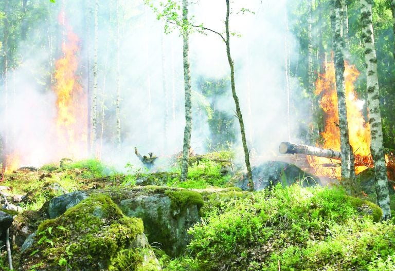 Climate crisis deepens as wildfires become new driver of global deforestation