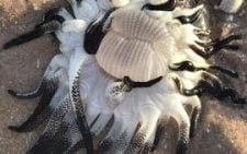 Toxic algae kills more than 200 marine species in Australia