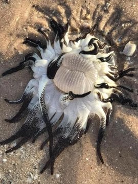 Toxic algae kills more than 200 marine species in Australia