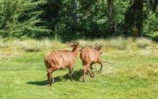 How AI is keeping the endangered Kenya’s Mountain Bongo safe