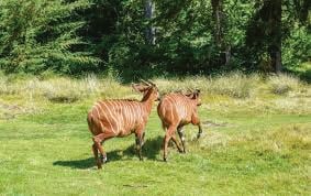 Mountain bongos. PHOTO/Print