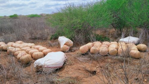 Bales seized by police after intercepting a car along Marsabit-Moyale Highway. PHOTO/@NPSOfficial_KE/X
