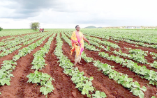 Agriculture committee cries foul over Sh14.5b budget gap