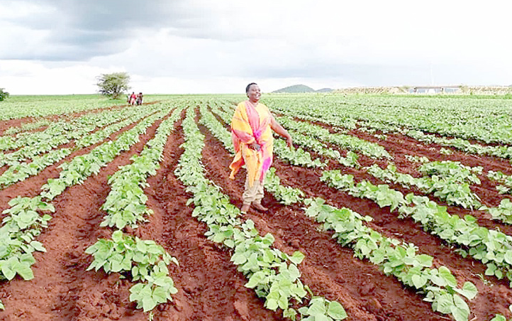 The country’s agricultural sector has recently been able to record an impressive performance, even cushioning the economy as other sectors continue to struggle. PHOTO/CGIAR