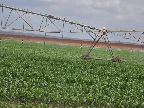 Maize planted in the Galana Kulalu Irrigation Project. PHOTO/@koske_felix/X