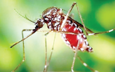 25 chikungunya cases confirmed in Mombasa