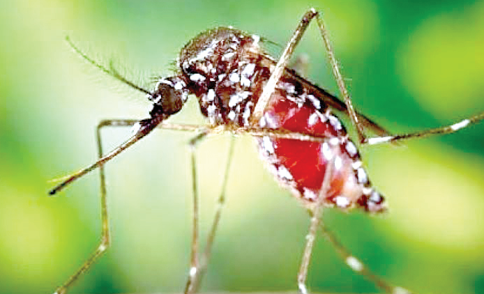 Chikungunya is spread by Aedes aegypti mosquito, which thrives in stagnant water. PHOTO/Reuben Mwambingu