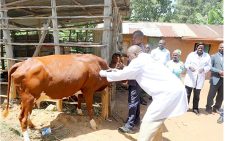 Concern over foot-and-mouth disease outbreak in Murang’a County