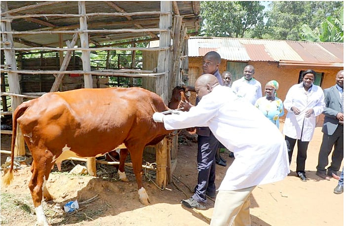 Concern over foot-and-mouth disease outbreak in Murang'a County