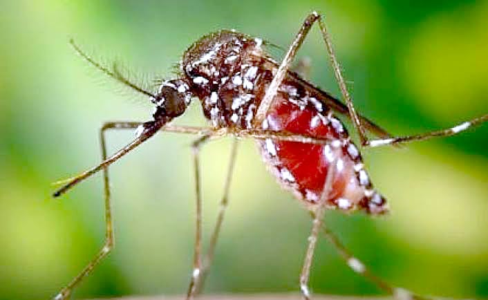 The heavy rains and flooding have created ideal breeding grounds for the Chikungunya vector. PHOTO/Print