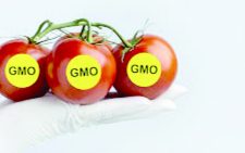 Kenya must tread carefully in GMO food adoption