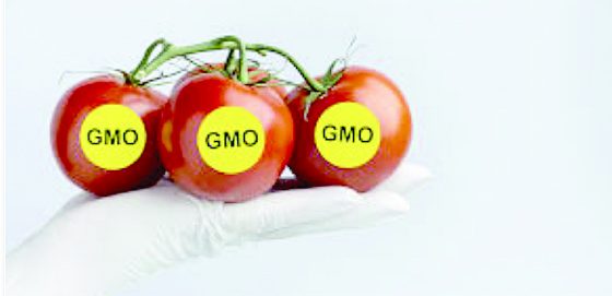 Kenya’s GMO direction evolving rapidly. PHOTO/Print