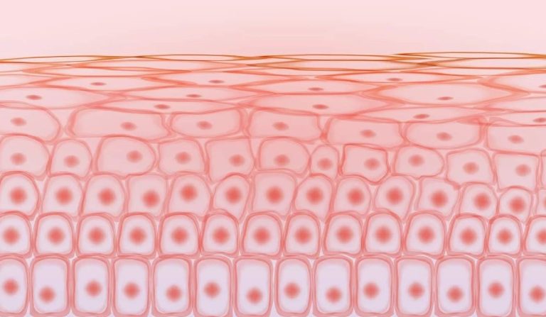 Skin cell. Image used for representation purposes in this article. PHOTO/https://www.corepeptides.com/
