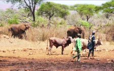 Victims of human-wildlife conflict receive Ksh2.8B
