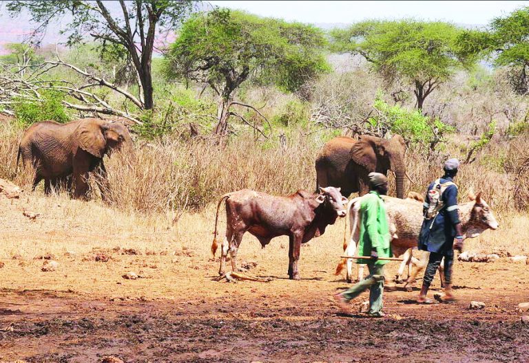 Human-wildlife conflict is common in communities neighbouring conservancies. PHOTO/WWF