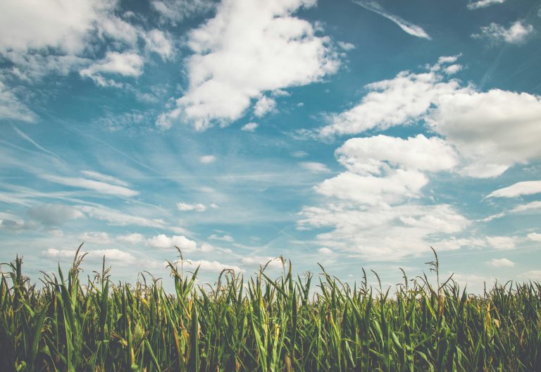 Maize farm under white clouds with blue sky during daytime. Image used for representational purposes only. PHOTO/Pexels