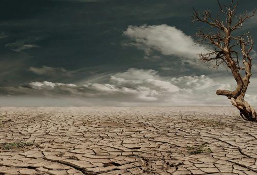 Photo of a brown bare tree on a brown surface during daytime. Image used for representation purposes only. PHOTO/Pexels