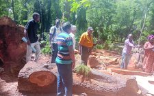 Uproar as tree felling exercise risks bat habitat in Mombasa County