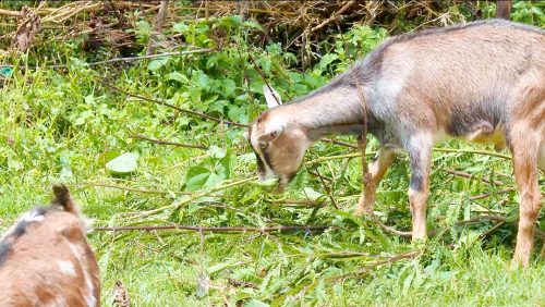 A goat feeding on sesbania tree leaves. PHOTO/Milliam Murigi