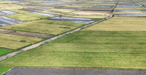 Mwea Irrigation Scheme in Kirinyaga County.