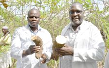 Researchers big break on disease resistant cassava 