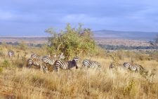 Kenya leads high-tech path to redefining wildlife safety 