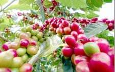 State mulls plans to revive struggling coffee sub-sector 