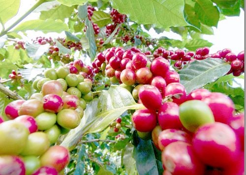 A coffee plantation in Nyamira. PHOTO/Evans Nyakundi