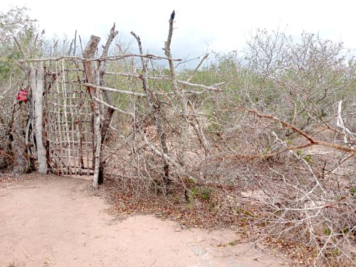 The entrance to a secluded area in Binzaro village adjacent to Shakahola, where remnants of Paul Mackenzie’s followers are said to have regrouped. Mackenzie is facing murder charges after bodies of hundreds of his followers were in 2023 found buried in shallow graves in Shakahola forest. PHOTO/Reuben Mwambingu