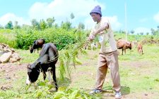 The miracle tree transforming Mau Narok’s dairy sector