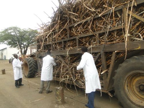 Sugarcane being ferried to the factory by a tractor. PHOTO/https://www.facebook.com/Chemelilsugarcompany
