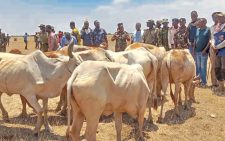 NPS recovers 8 stolen cattle in cross-border operation with Ethiopia