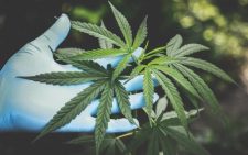 District attorney records herself smoking weed to protest its ban