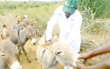 How Moyale stubbed cruel habit of feeding donkeys bhang