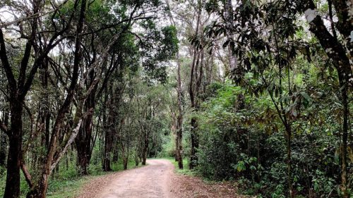 Inside Karura Forest. PHOTO/https://www.facebook.com/KaruraFriends