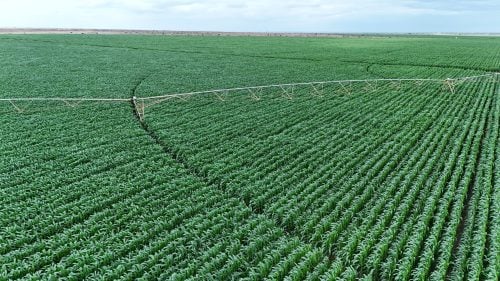Maize Planted at Galana-Kulalu. PHOTO/@WilliamsRuto/X