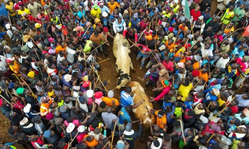 Professor facing off with Likhanga during the bullfighting extravaganza in Kakamega on Saturday, August 23, 2025. PHOTo// @Ass_tridah/X