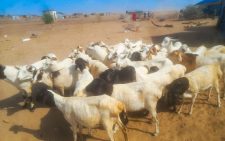 Police recover 41 stolen animals, arrest two in Isiolo