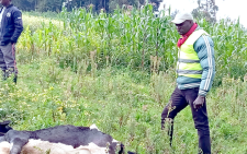 Rabid outbreak in Kuresoi leaves farmers panicking