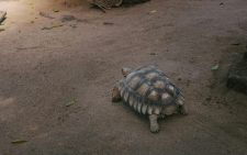 3 nabbed in Marimanti for possessing four live pancake tortoises