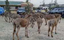 Police recover 20 stolen donkeys in Machakos