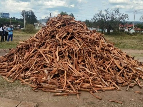 Sandalwood seized in Samburu. PHOTO/@DCI_Kenya/X