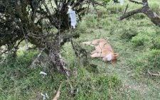 6 Maasai Mara lions survive poisoning after KWS intervention