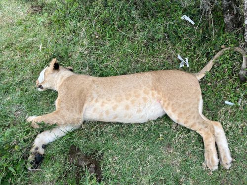 Lion being treated after the suspected poisoning in Oleisukut Conservancy. PHOTO/@KWSKenya/X