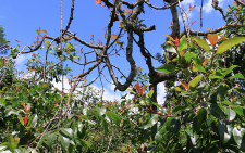 Govt to regulate miraa trade through cooperatives