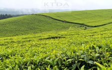 World Bank: 44% of Kenya’s GDP relies on the environment