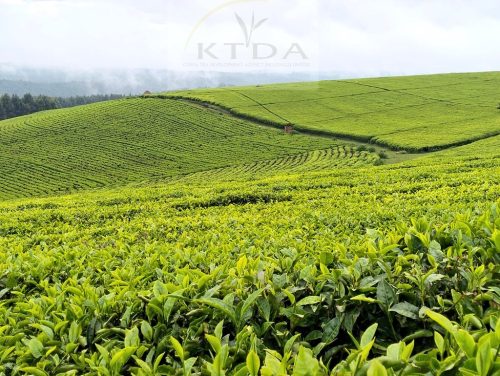 Tea farm. PHOTO/@KTDAHoldingsLtd/X