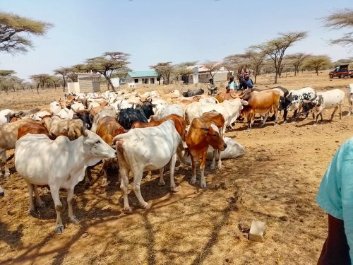 Livestock in meru County. PHOTO/@NPSOfficial_KE/X