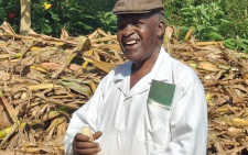 Rains, high drying costs put 7.5M bags of Trans Nzoia maize at risk
